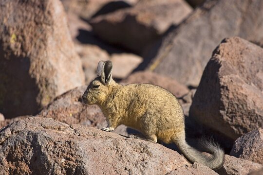 Southern Viscacha (Lagidium viscacia), El Tatio Geyser Field, Regi&oacute;n de Antofagasta, Chile, South America