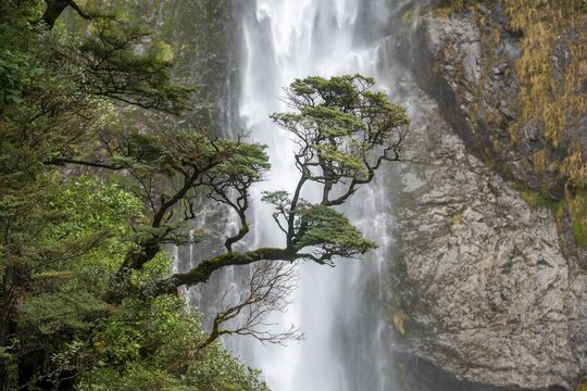 Branch of a tree in front of waterfall, Devils Punchbowl Falls, Arthur's Pass, Canterbury Region, Southland, New Zealand