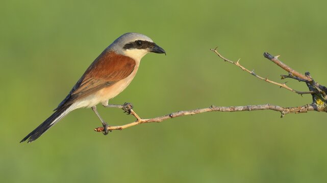 Red-backed Shrike (Lanius collurio), male perched on a twig, Swabian Alb biosphere reserve, Baden-W&uuml;rttemberg, Germany