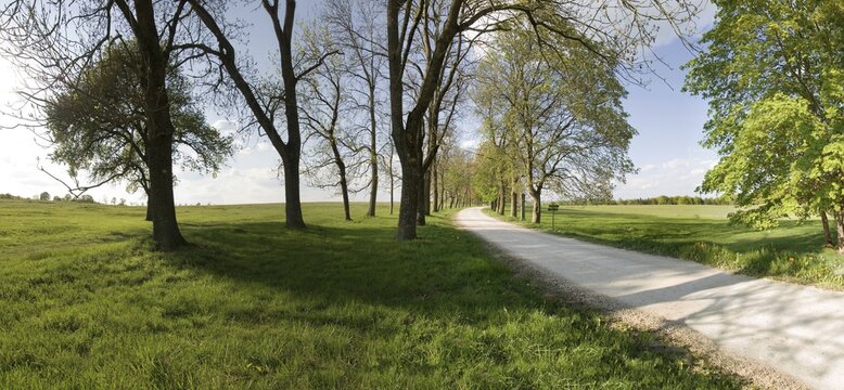 Road in the middle of an avenue of trees and meadows