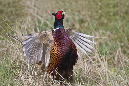 Pheasant (Phasianus colchicus), flutter jump, Texel, The Netherlands