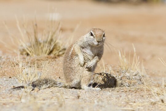 Cape Ground Squirrel (Xerus inauris) scratches itself, Namibia