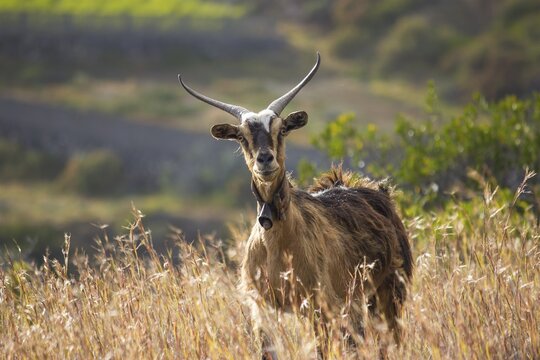 Goat (Capra), tall grass, La Palma, Canary Islands, Spain