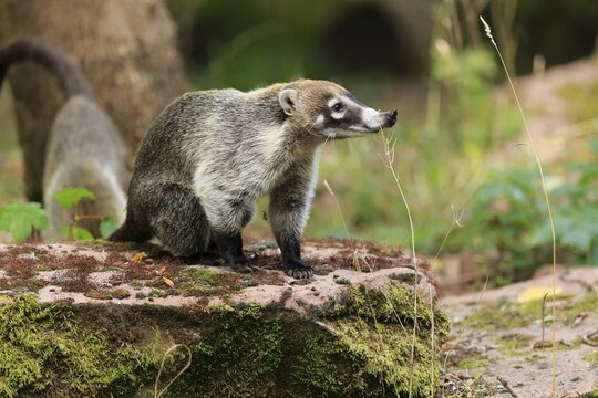 White-trunked coati (Nasua narica), white-trunked bear, adult, captive, Central America, Latin America