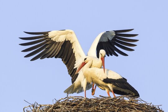White Storks (Ciconia ciconia), mating, Hesse, Germany