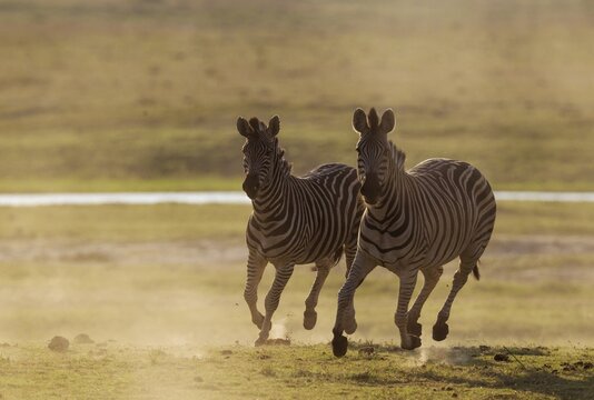 Burchell's Zebra (Equus quagga burchelli), have been unsuccessfully chased, Chobe National Park, Botswana