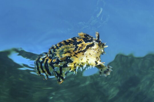 Sargassum fish (Histrio histrio), swims under water surface, Great Barrier Reef, Unesco World Heritage, Pacific, Australia