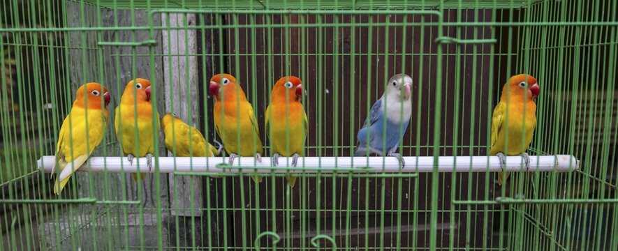 Colorful parakeets sitting side by side on a pole in cage, bird market, Pasar Ngasem, Yogyakarta, Java, Indonesia