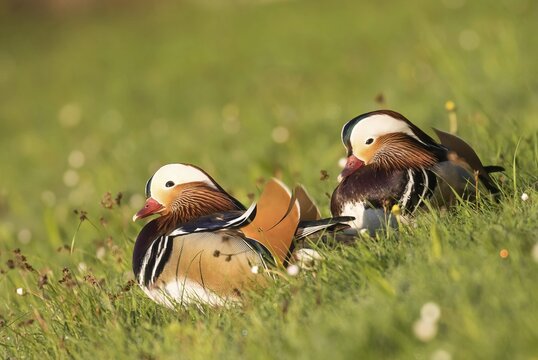 Mandarin ducks (Aix galericulata) in a meadow, pair of animals, Hesse, Germany