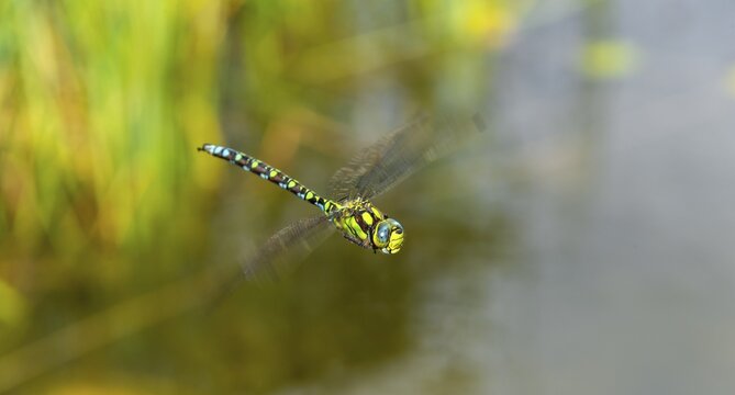 Southern Hawker (Aeshna cyanea), male in flight, Upper Austria, Austria