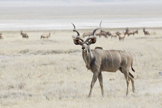 Greater Kudu (Tragelaphus strepsiceros) roaming pastureland, Etosha National Park, Namibia