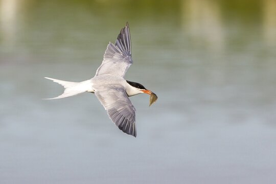 Common Tern (Sterna hirundo), in flight, with a fish in its beak, Texel, North Holland, The Netherlands