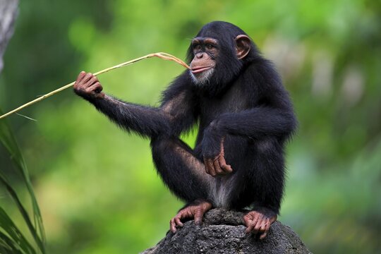 Chimpanzee (Pan troglodytes troglodytes), young, feeding, captive, Africa