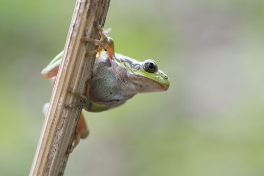 Tree frog (Hyla arborea) on stalk, Rhineland-Palatinate, Germany