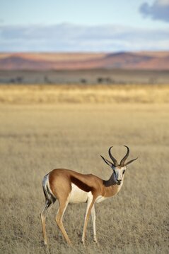 Springbok (Antidorcas marsupialis) in the Namib Desert, Republic of Namibia, Africa