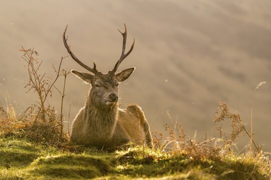 Red deer (Cervus elaphus) in soft morning light, Glen Coe, Fort William, Highlands, Scotland, United Kingdom