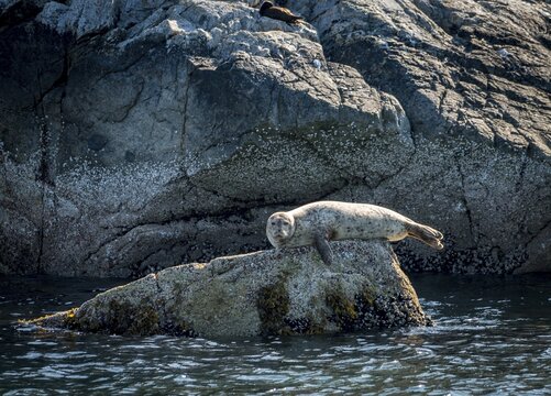 Harbor seal (Phoca vitulina) lies on a rock by the water, Pam Rock, Howe Sound, near Vancouver, British Columbia, Canada