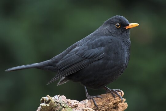 Male blackbird (Turdus merula) sitting on dead wood, Emsland, Lower Saxony, Germany