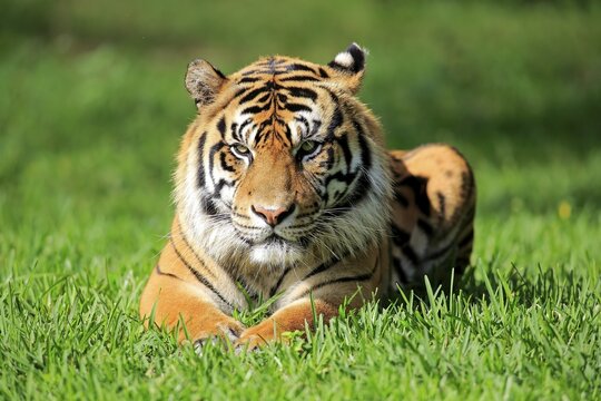 Sumatra tiger, (Panthera tigris sumatrae), adult male, portrait, watchful, captive, Occurrence in Sumatra, Asia, captive