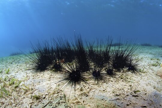 Colony of white-spotted diadem Black Longspine Urchin sp (Diadema setosum) on seagrass meadow, Red Sea, Aqaba, Kingdom of Jordan