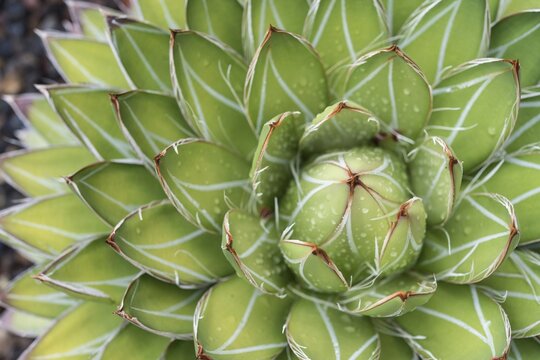 Queen Victoria Agave or Royal Agave (Agave victoriae-reginae), native to Mexico
