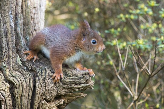 Young squirrel (Sciurus vulgaris) on tree trunk, Emsland, Lower Saxony, Germany