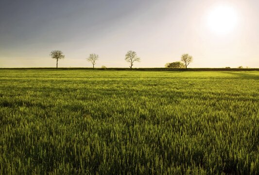 Barley field lit up by low sun with a row of trees on the horizon