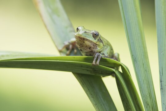 Tree frog (Hyla arborea), sitting on reeds, North Rhine-Westphalia