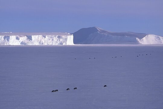 Emperor penguins crawling in front of icebergs at Riiser-Larsen Ice Shelf, Queen Maud Land Coast, Weddell Sea, Antarctica