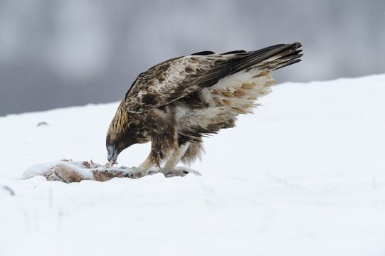 Golden Eagle (Aquila chrysaetos), at a bait site with prey, Sinite Kamani Nature Park, Bulgaria, Europe