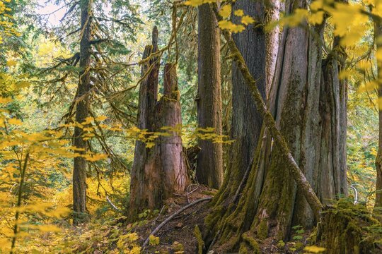 Forest with Western Red Cedar (Thuja gigantea), Grove of the Patriarchs Trail, Mount Rainier National Park, Washington, USA