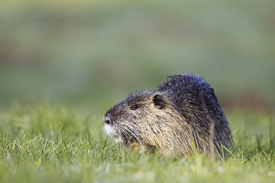 Coypu (Myocastor coypus) feeding, Hesse, Germany