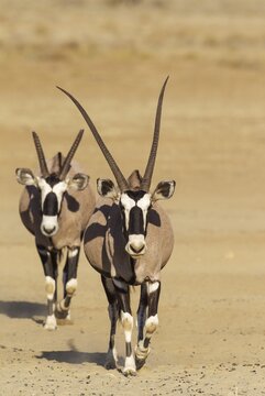 Gemsboks (Oryx gazella), male with crippled horns follows a female, Kalahari Desert, Kgalagadi Transfrontier Park, South Africa