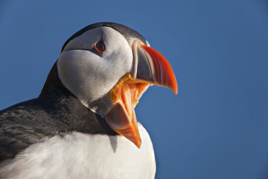 Atlantic Puffin (Fratercula arctica), Latrabjarg, Westfjords, Iceland, Atlantic Ocean
