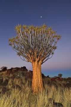Quiver Tree (Aloe dichotoma) after sunset in Quiver Tree forest at the Garas Camp near Keetmanshoop, Namibia, Africa
