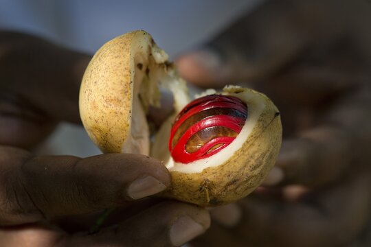 Hands holding a nutmeg with mace (Myristica fragrans) in its shell, Peermade, Kerala, India