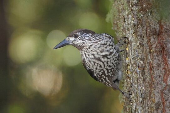 Spotted Nutcracker (Nucifraga caryocatactes), Grisons, Switzerland