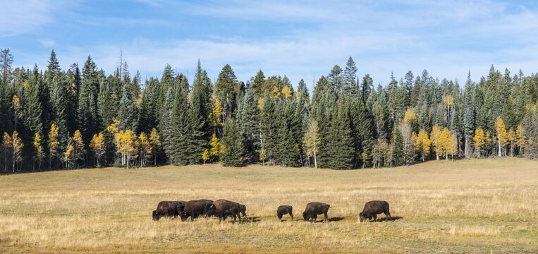 Beefalos, also cattalos or American hybrids, hybrid of North American bison (Bison bison) and domestic cattle (Bos taurus), Grand Canyon National Park, North Rim, Arizona, USA