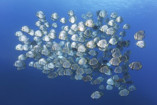 Large school of fish Orbicular batfish (Platax orbicularis), in blue water, Pacific, Sulu Lake, Tubbataha Reef National Marine Park, Palawan Province, Philippines