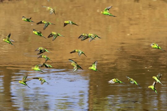Budgies(Melopsittacus undulatus), flock of birds flying over water, Sturt National Park, New South Wales, Australia