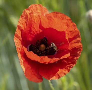 Hoverfly, flowering red poppy (Papaver) in a barley field, Upper Bavaria, Bavaria, Munich, Germany