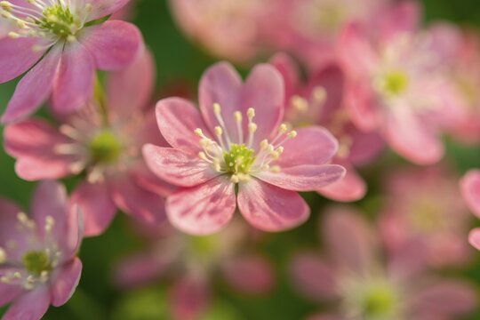 Pink Hepatica or Liverwort (Hepatica), cultivar, close-up