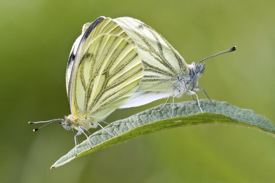 Green-veined White (Pieris napi), mating, North Hesse, Hesse, Germany