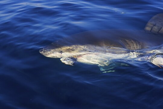 Great White Shark (Carcharodon carcharias), at the water surface, Simon's Town, Western Cape, South Africa