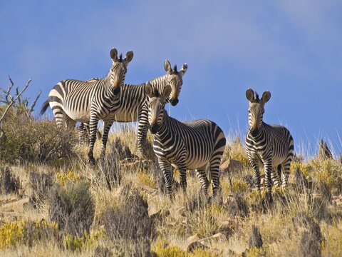 Hartmann's Mountain Zebra's (Equus zebra hartmannae), Naukluft mountains, Namibia, Africa