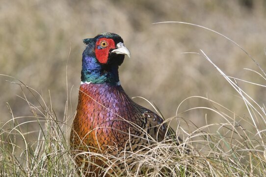 Common Pheasant (Phasianus colchicus), Island of Spiekeroog, East Frisian Islands, Germany, Europe