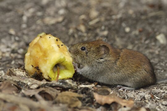 Bank vole (Myodes glareolus) eating an apple cores, Croatia