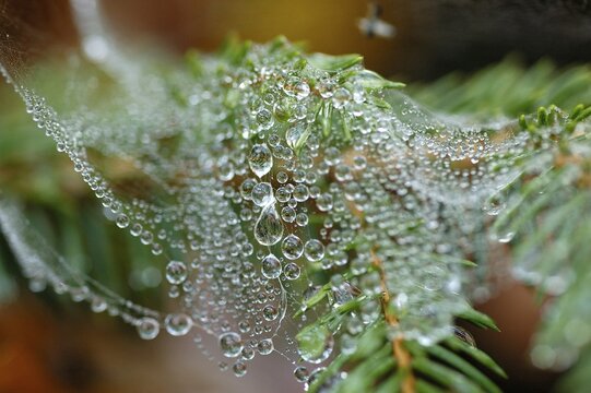 Spider net with dew drop hanging in a twig of a fir