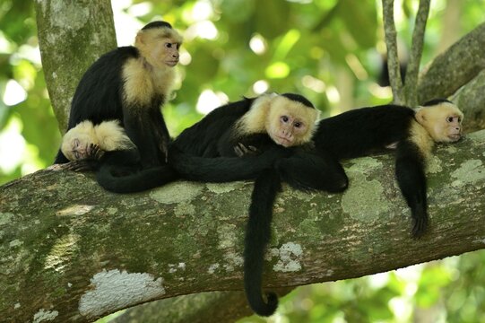 White-headed or White-faced Capuchins (Cebus capucinus), resting on tree, Manuel Antonio National Park, Costa Rica, Central America