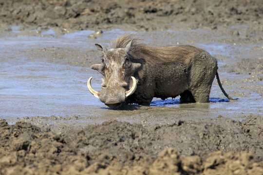 Warthog (Phacochoerus aethiopicus), adult, having a mud bath, Kruger National Park, South Africa